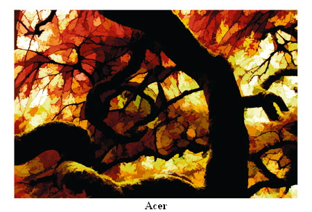 Acer