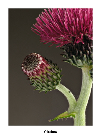 Cirsium