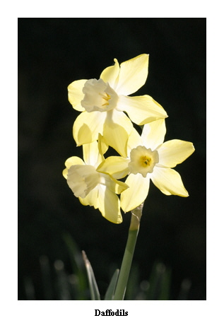 Daffodils