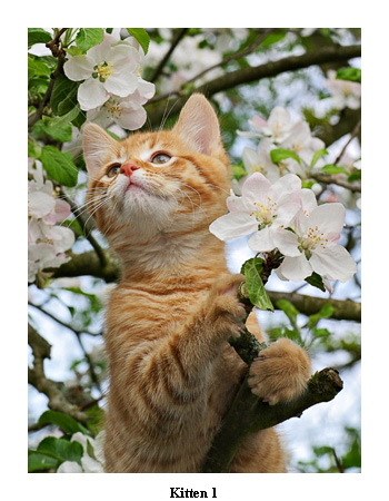 Kitten 1