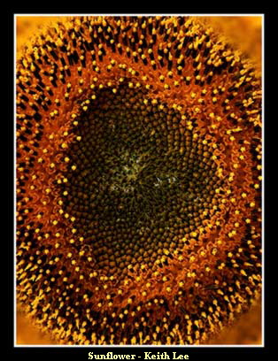 Sunflower - Keith Lee